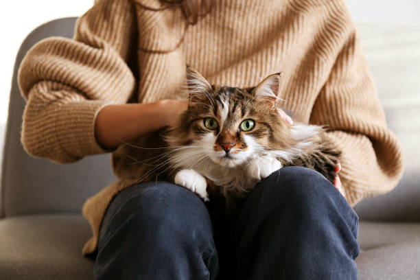 porträt von schönen und flauschigen tri farbigen tabby katze zu hause, natürliches licht. - auf dem schoß stock-fotos und bilder