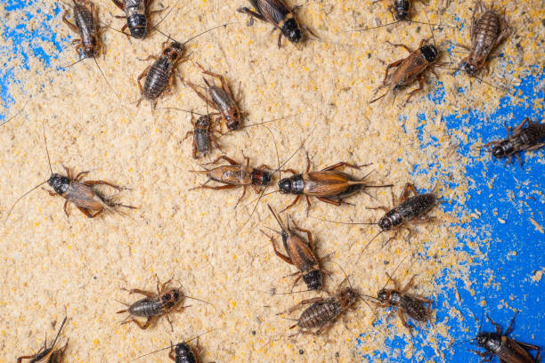 istock crickets in industrial farm 1198198360