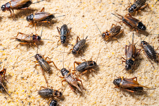 Farm crickets ,Close up of Crickets (Gryllidae) in farm,many crickets eating feed.