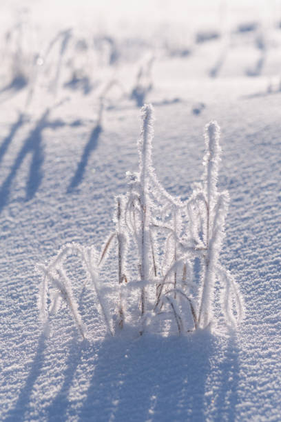 istock Beautiful frozen grass on field in winter 1198199237