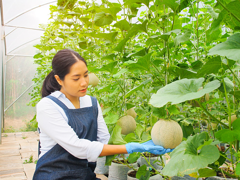 Young woman farmer holding a melon fruit in organic greenhouse farm.