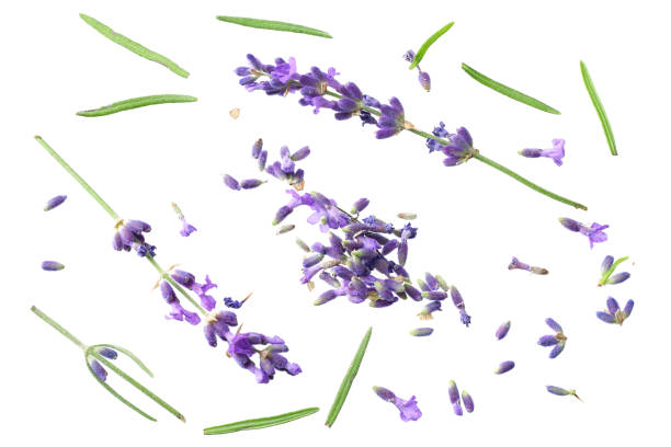 istock lavender flowers isolated on white background. top view 1198202663