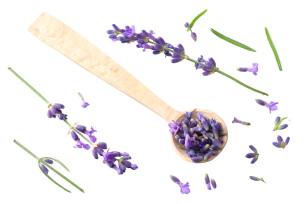 istock lavender flowers isolated on white background. top view 1198202693