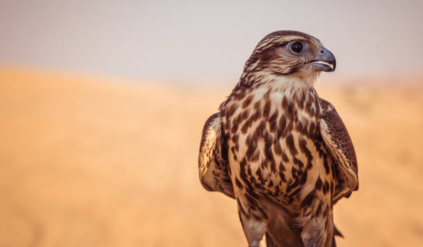 falkenvogel in der wüste - falke stock-fotos und bilder
