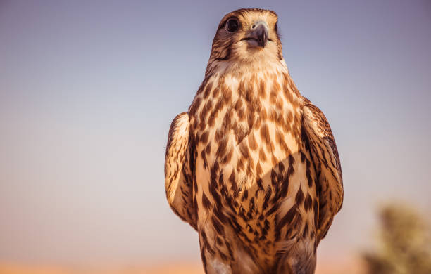 istock Falcon Bird in Desert 1198203368