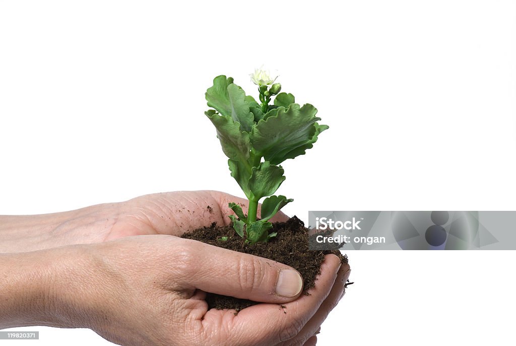 Amoroso flor de - Foto de stock de Agricultura libre de derechos