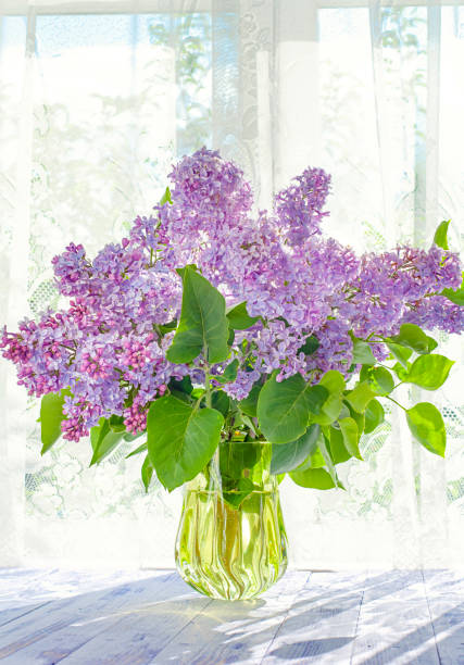 istock bouquet of lilacs sunlight backlight 1198204343