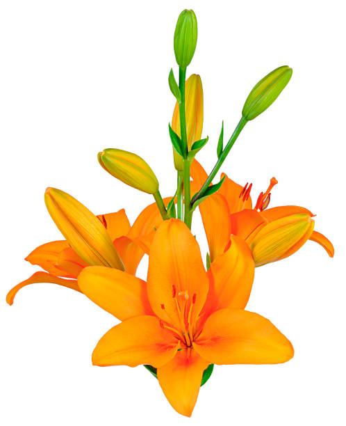 istock bouquet of orange lilies on the side 1198204373