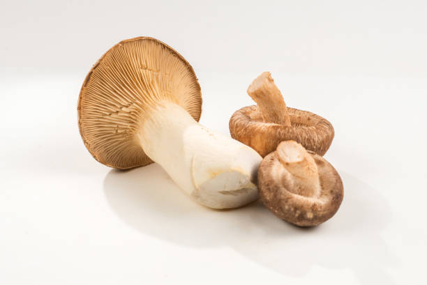 istock Shitake, eringi  tasty mushroom isolated on white background. 1198205531