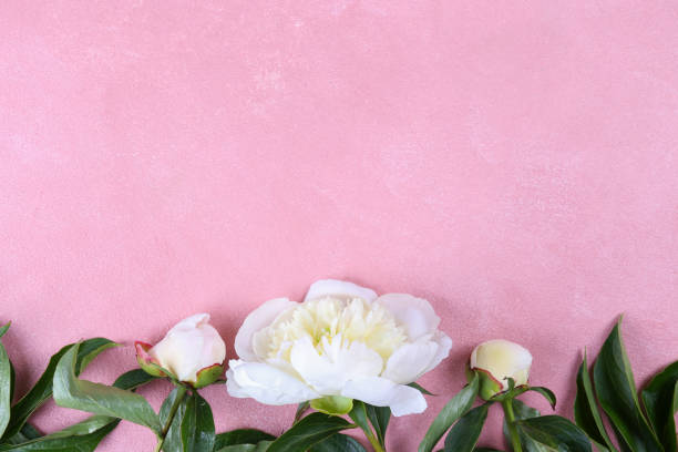 Beautiful peony flowers closeup over textured background with a lot of copy space for text. International women's mother's valentine's first spring day. Close up, top view, backdrop, flat lay. hermosas flores de peonía primer plano sobre el fondo texturizado con una gran cantidad de espacio de copia para el texto. el primer día de primavera de la madre de la mujer internacional. de cerca, vista superior, telón de fondo, plana.