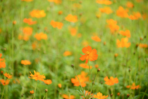 Cosmos sulphureus in the Dengdu Wet Lnad park of Guzhen Town in Zhongshan, Guangdong, China.