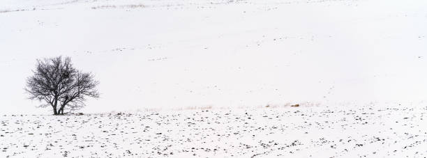 istock Snowing at meadow, Winter landscape 1198208252