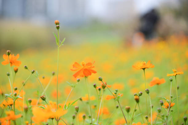 Cosmos sulphureus in the Dengdu Wet Lnad park of Guzhen Town in Zhongshan, Guangdong, China.