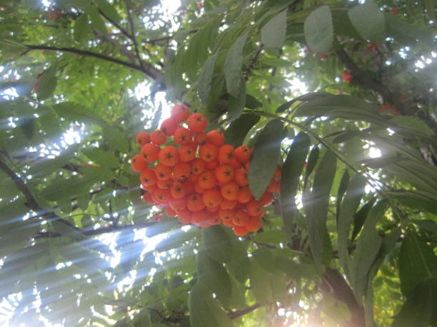 istock Red ashberries with green leaves 1198209112