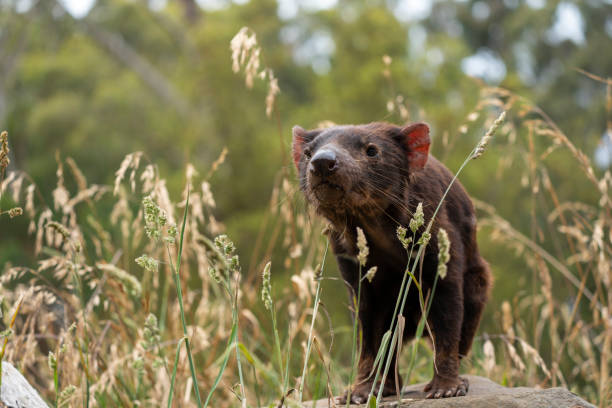 istock Tasmanian devil emerged from the grass 1198210435