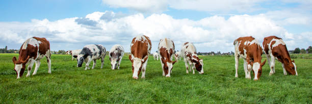 istock Group cows graze in a field panoramic and a beautiful cloud of sky. 1198212840