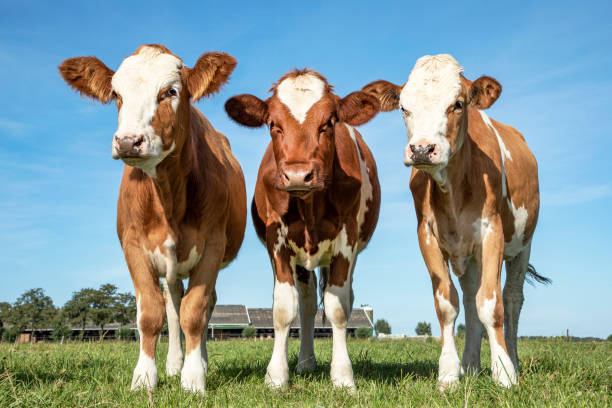 istock Three young cows side by side in a green field 1198212917
