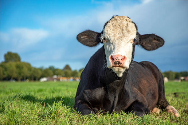 istock Grumpy bull calf lying in the pasture, fleckvieh and a blue sky 1198212973