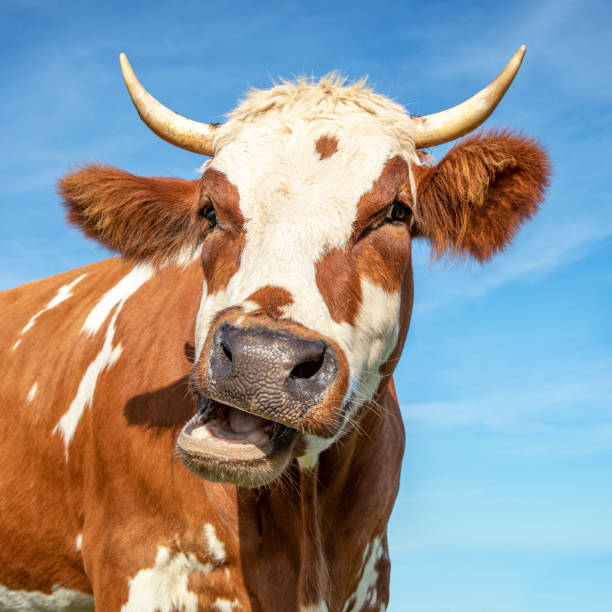 Fynny cow, portrait open mouth mooing with horns stock photo