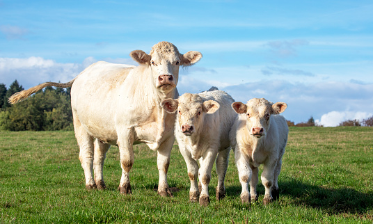 White cow with calves in the field, cute Charolais next to two bull calves on a sunny day.