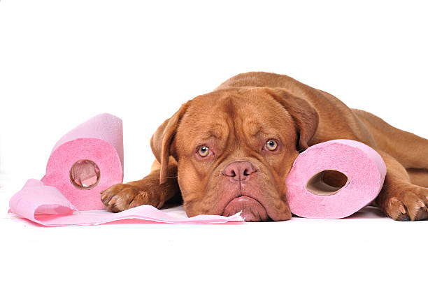 Puppy with two rolls of toilet paper stock photo