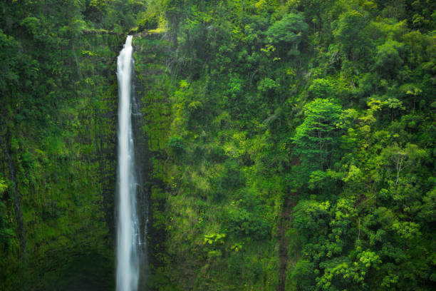 istock Akaka Falls on Big Island Hawaii, USA 1198215330