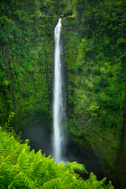 istock Akaka Falls on Big Island Hawaii, USA 1198215337