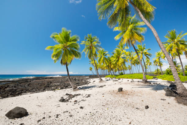 istock Palm trees on an idyllic beach on Big Island, Hawaii 1198215436