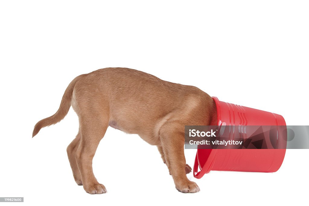 Puppy inspecting a bucket  Bucket Stock Photo