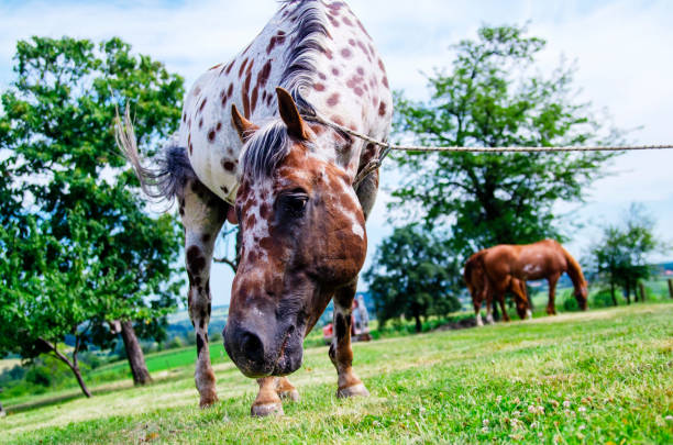 istock Cute horse on green meadow close up with copy space 1198216211