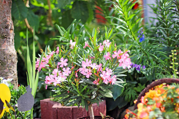 istock Flowers to rock gardens 1198216549