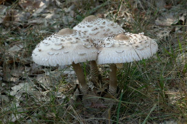 레피오타 에키네시아. 짙은 갈색 비늘베이와 베이지 색 버섯. - 숲주름버섯 뉴스 사진 이미지