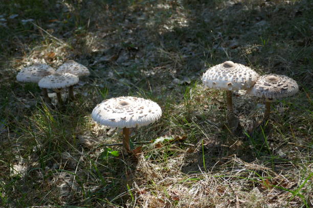 레피오타 에키네시아. 짙은 갈색 비늘베이와 베이지 색 버섯. - 숲주름버섯 뉴스 사진 이미지