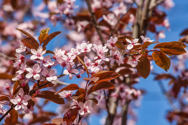 istock Pink cherry blossom, spring outdoor background 1198220315