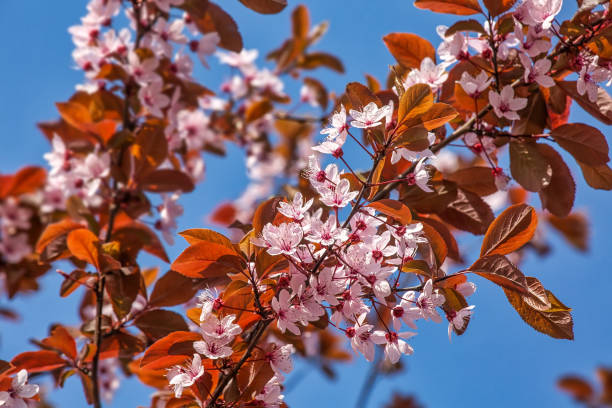 istock Pink cherry blossom, spring outdoor background 1198220985