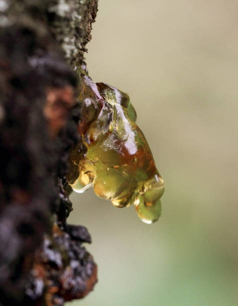 istock Nature resin on a tree in an orchard 1198221310