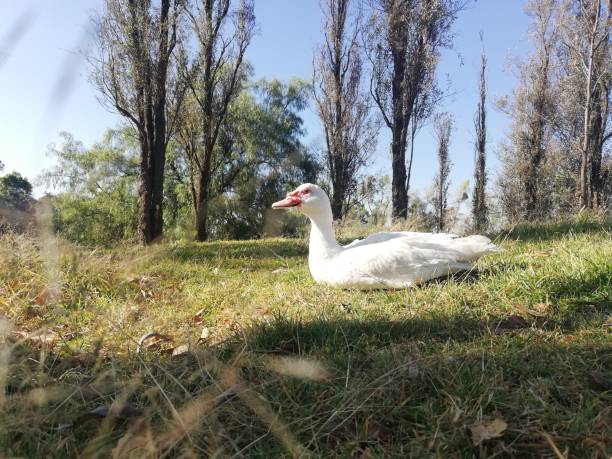 istock Duck looking at the lake 1198222429