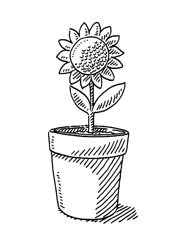 Hand-drawn vector drawing of a Pot Plant Flower. Black-and-White sketch on a transparent background (.eps-file). Included files are EPS (v10) and Hi-Res JPG.