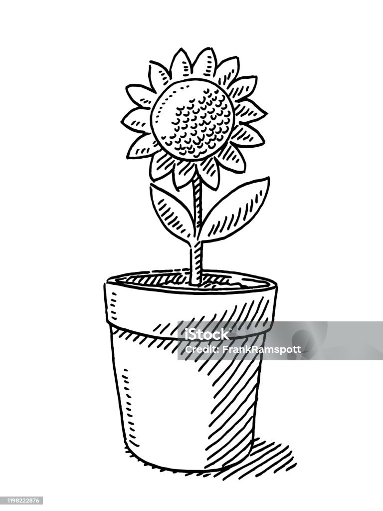 Pot Plant Flower Drawing Stock Illustration - Download Image Now ...