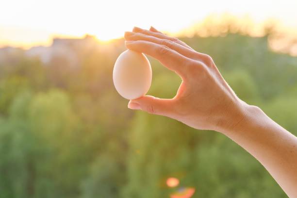 istock Hand holding one white egg, conceptual photo background sunset 1198223978
