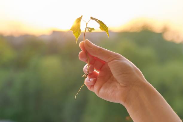 istock Hand holding sprout of small maple tree, conceptual photo 1198223985