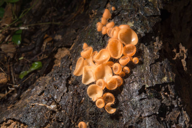 istock Orange mushroom, champagne mushroom in rain forest. 1198224168