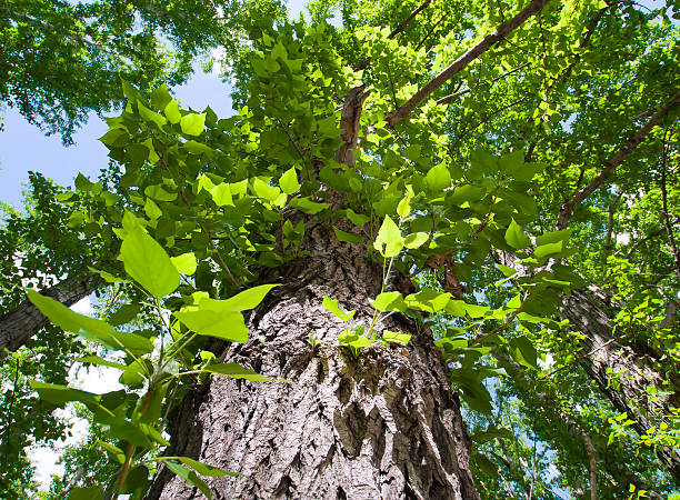 poplar stock photo