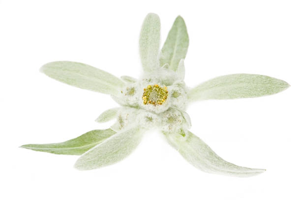 istock edelweiss isolated on the white background 119822501