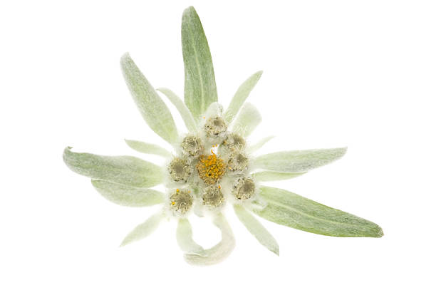 istock edelweiss isolated on the white background 119822503