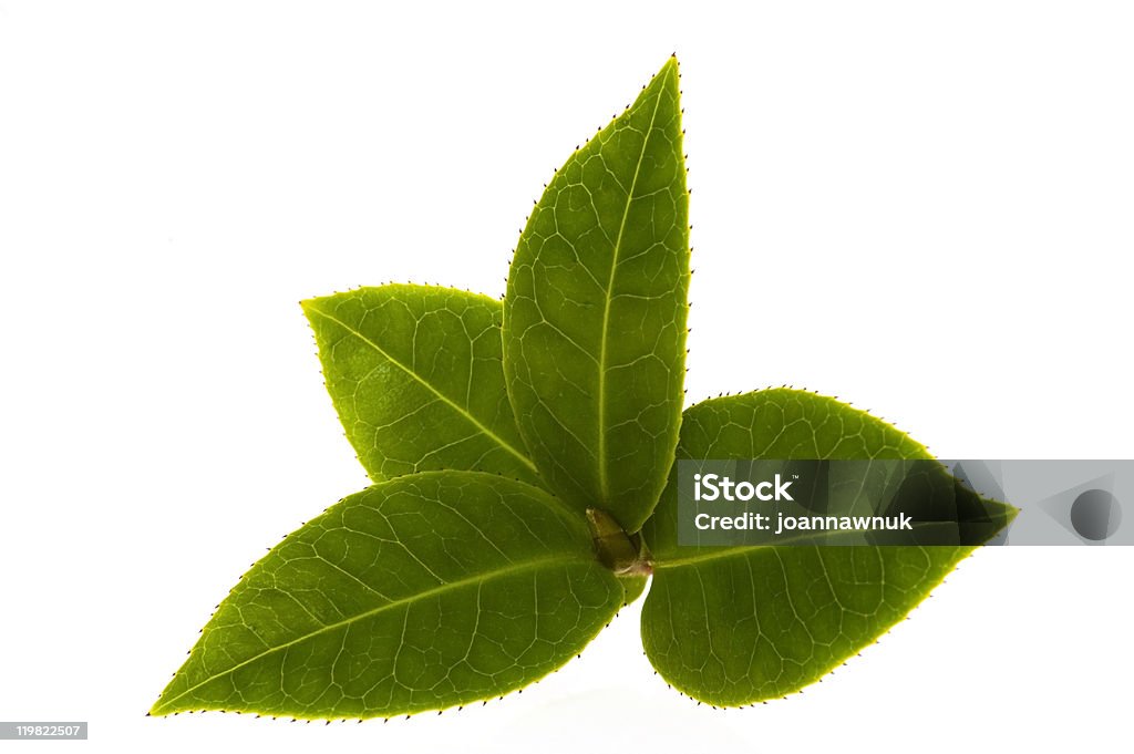 Primer plano de cuatro hojas de té en la rama sobre blanco - Foto de stock de Color - Tipo de imagen libre de derechos