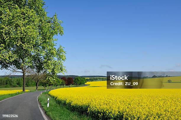 Kraju Drogi Pomiędzy Na Rzepaku Pola - zdjęcia stockowe i więcej obrazów Aleja - Aleja, Bez ludzi, Canola