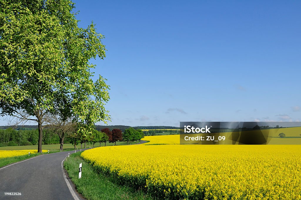 Estrada secundária entre colorido campos de nabo silvestre ou de colza - Royalty-free Agricultura Foto de stock