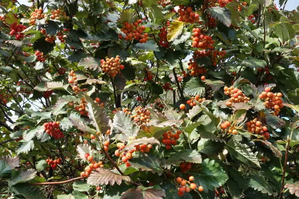 Many orange berries in the leafage of Sorbus aria in September