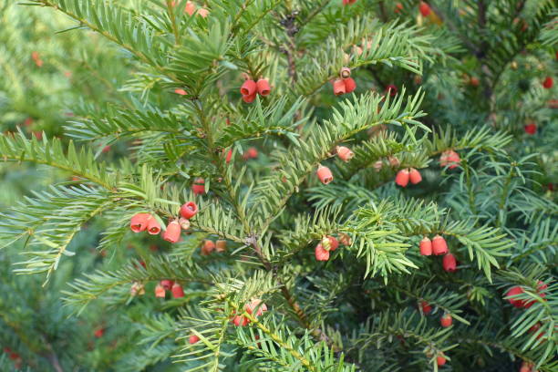Fruits on branches of yew in mid October